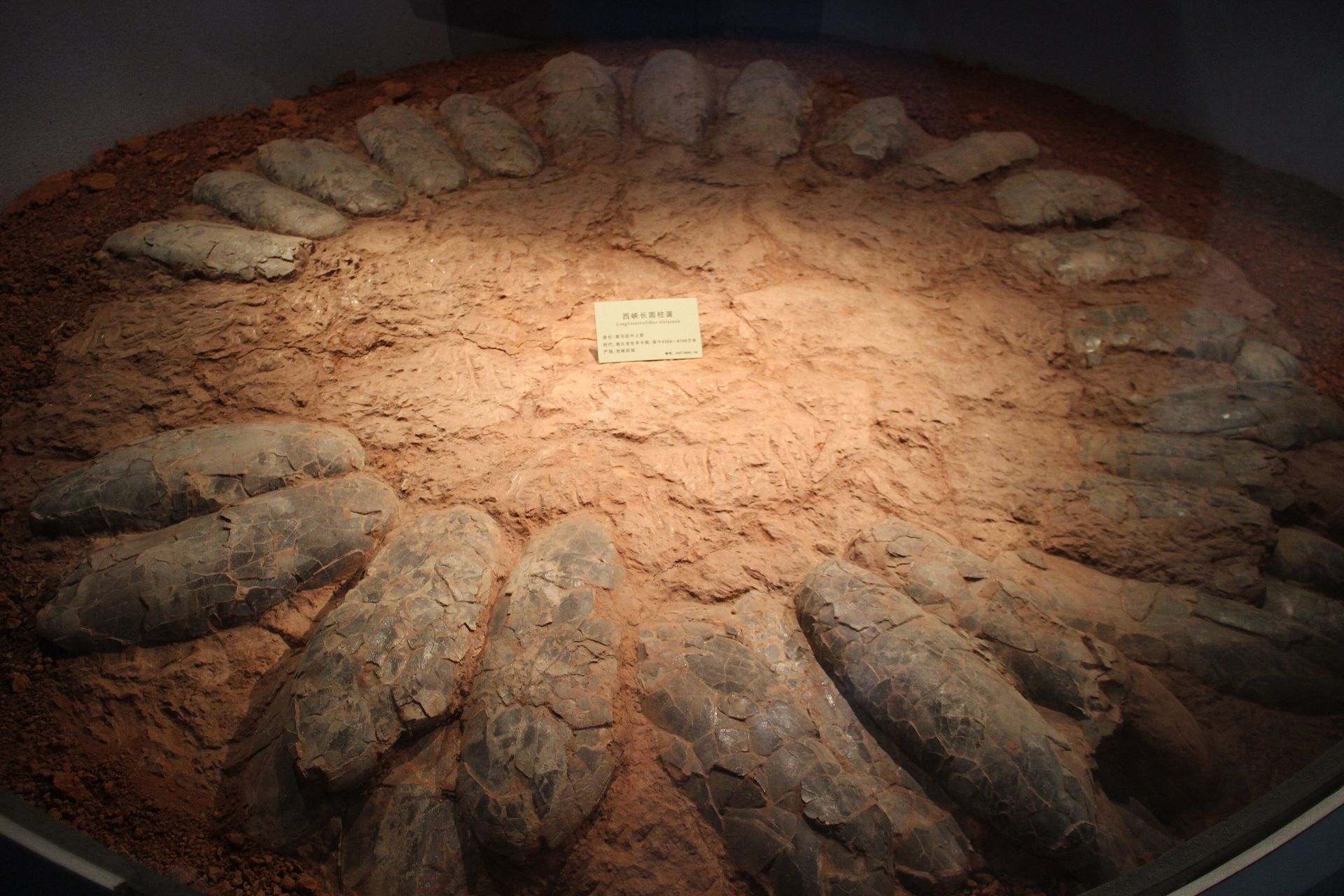 The eggs were arranged in an unusual circle.  An amazing discovery by scientists