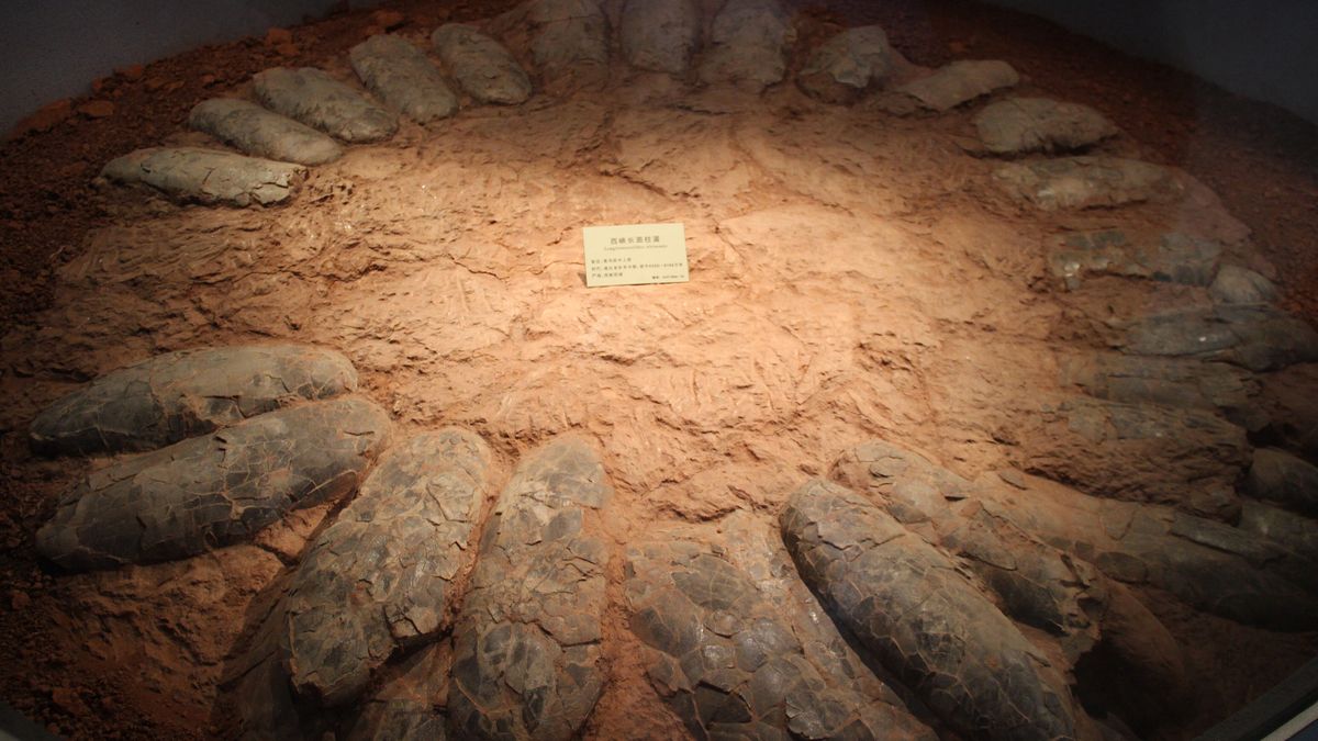 Tak wyglądały gniazda dinozaurów