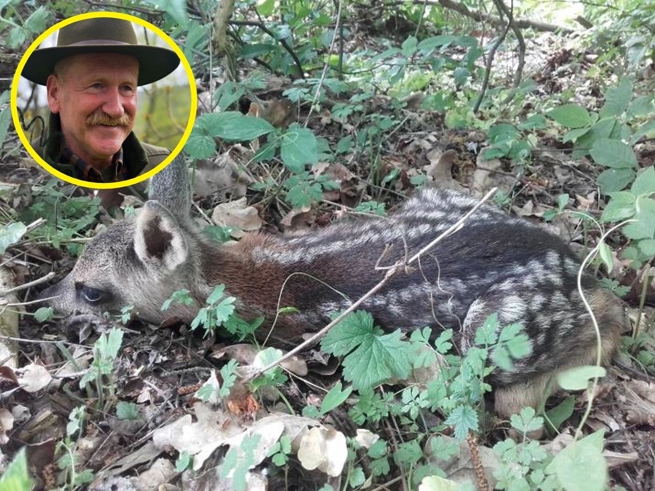 Pojawiają się w polskich lasach. Nawet nie próbuj dotykać