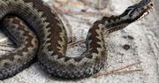 To jedyne jadowite węże w naszym kraju. Właśnie wybudzają się z uśpienia