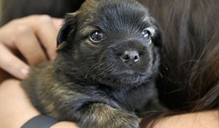 Przygraniczny proceder. Kwitnie nielegalny handel szczeniętami