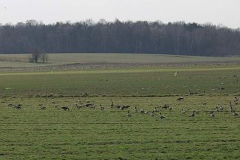 Wylęgły na pole setkami. Aż zaniemówiła. "Co chwilę nowe"