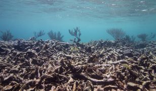 Woda najcieplejsza od setek lat. Wielka Rafa Koralowa umiera