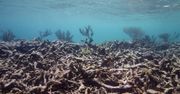 Woda najcieplejsza od setek lat. Wielka Rafa Koralowa umiera