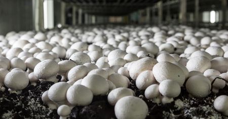 Jadasz pieczarki? Takich skutków możesz się spodziewać