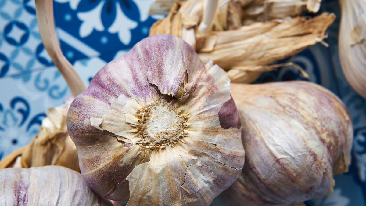 Czosnek to skarbnica zdrowia
