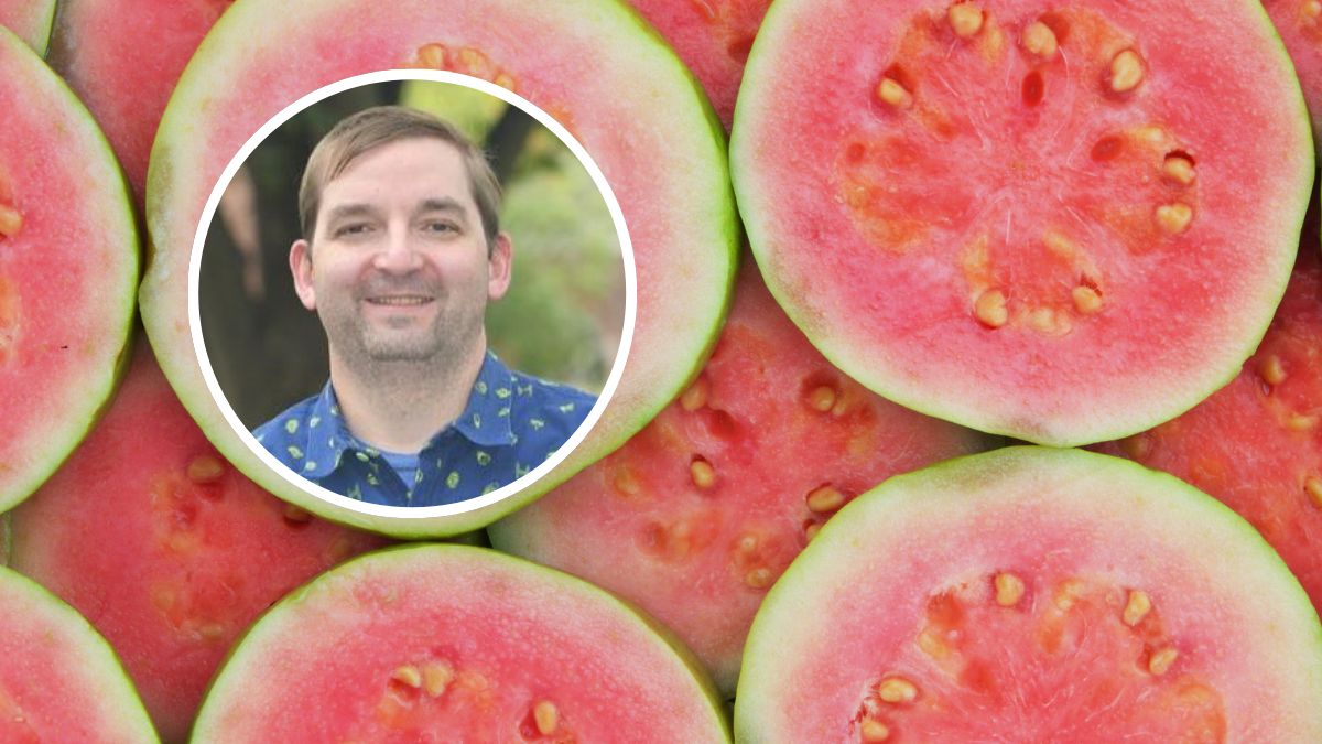 Gujawa wykazuje działanie przeciwnowotworowe.