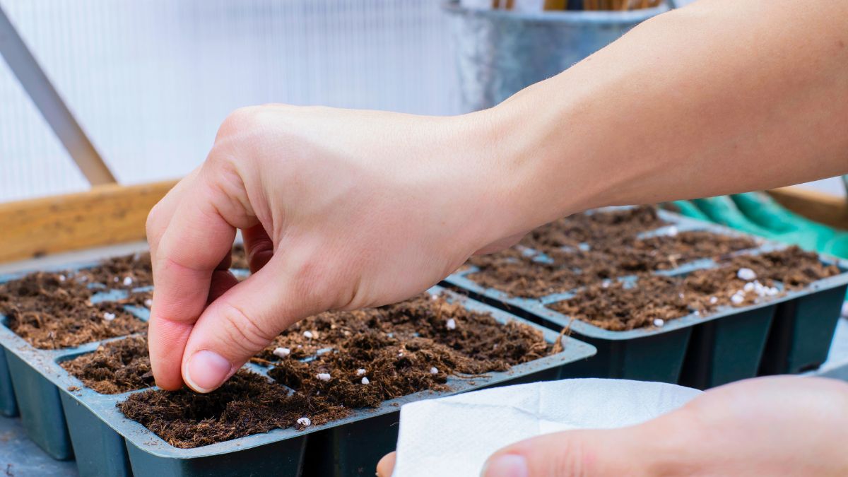 Teraz już zawsze wiem, co mam zasiać w lutym 