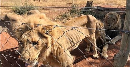 Uratowali 10 lwów. Przetrzymywano je w fatalnych warunkach