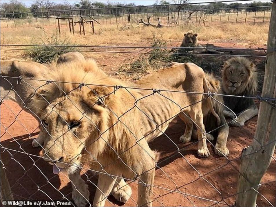 Uratowali 10 lwów. Przetrzymywano je w fatalnych warunkach