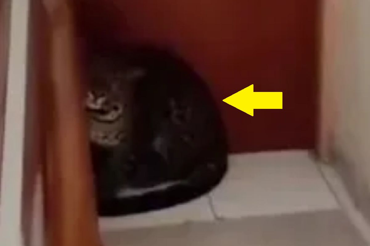 Leopard w indonezyjskim hotelu. Turyści w panice