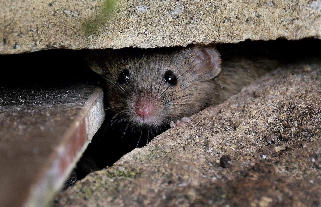 How to keep mice out this fall: Grandma's garlic trick