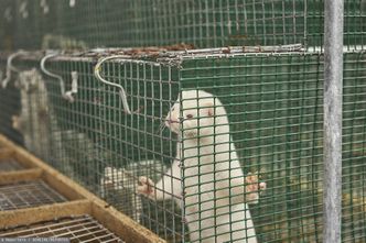 Futerkowy hit eksportowy z Polski się kończy. PiS chce zakazać hodowli