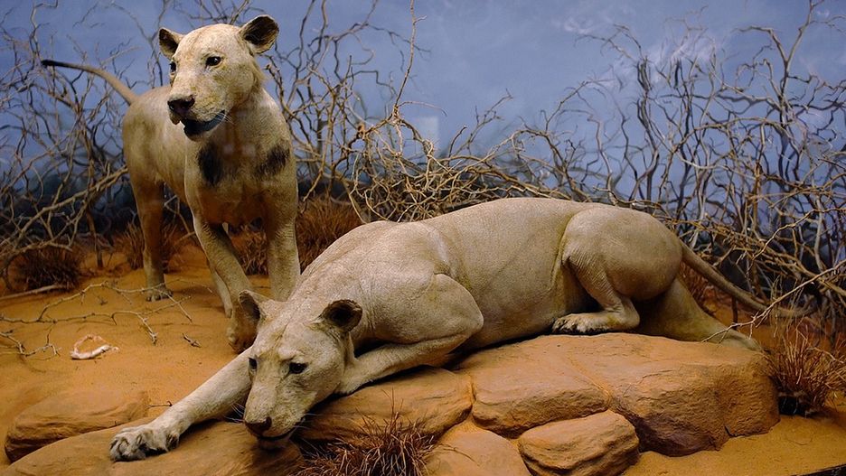 Ludojady z Tsavo w Muzeum Historii Naturalnej, lic. CC-BY-3.0