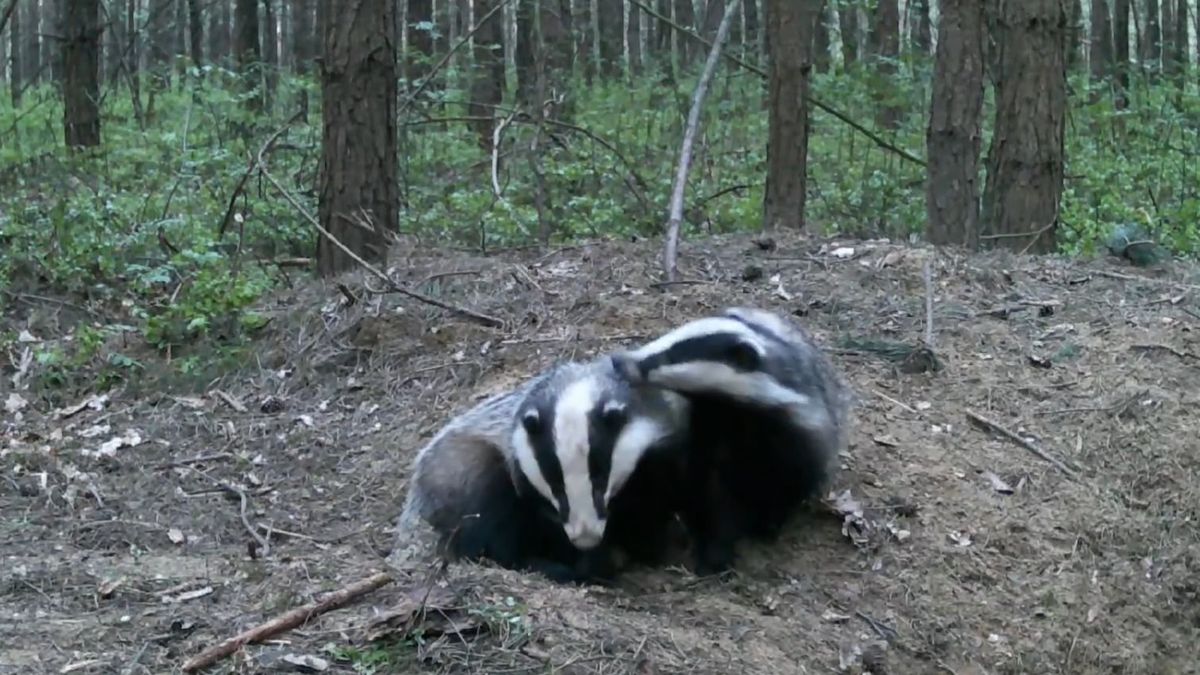 Ta para borsuków uwielbia spędzać wspólnie czas