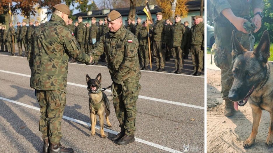 Riko z 7 Pomorskiej Brygady Obrony Terytorialnej otrzymał awans na „starszego psa”. Na zdjęciu z przewodnikiem i rzecznikiem Brygady Piotrem Langenfeldem po uroczystości w 49 Bazie Lotnictwa Taktycznego w Pruszczu Gdańskim