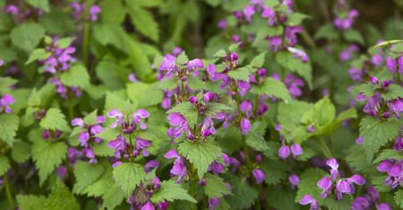 Jasnota purpurowa – występowanie, właściwości i zastosowanie