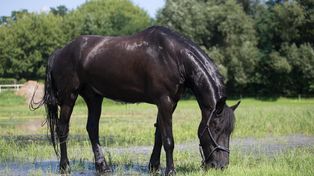 Gmina Ruda-Huta: Za nami Powiatowy Dzień Konia Zimnokrwistego