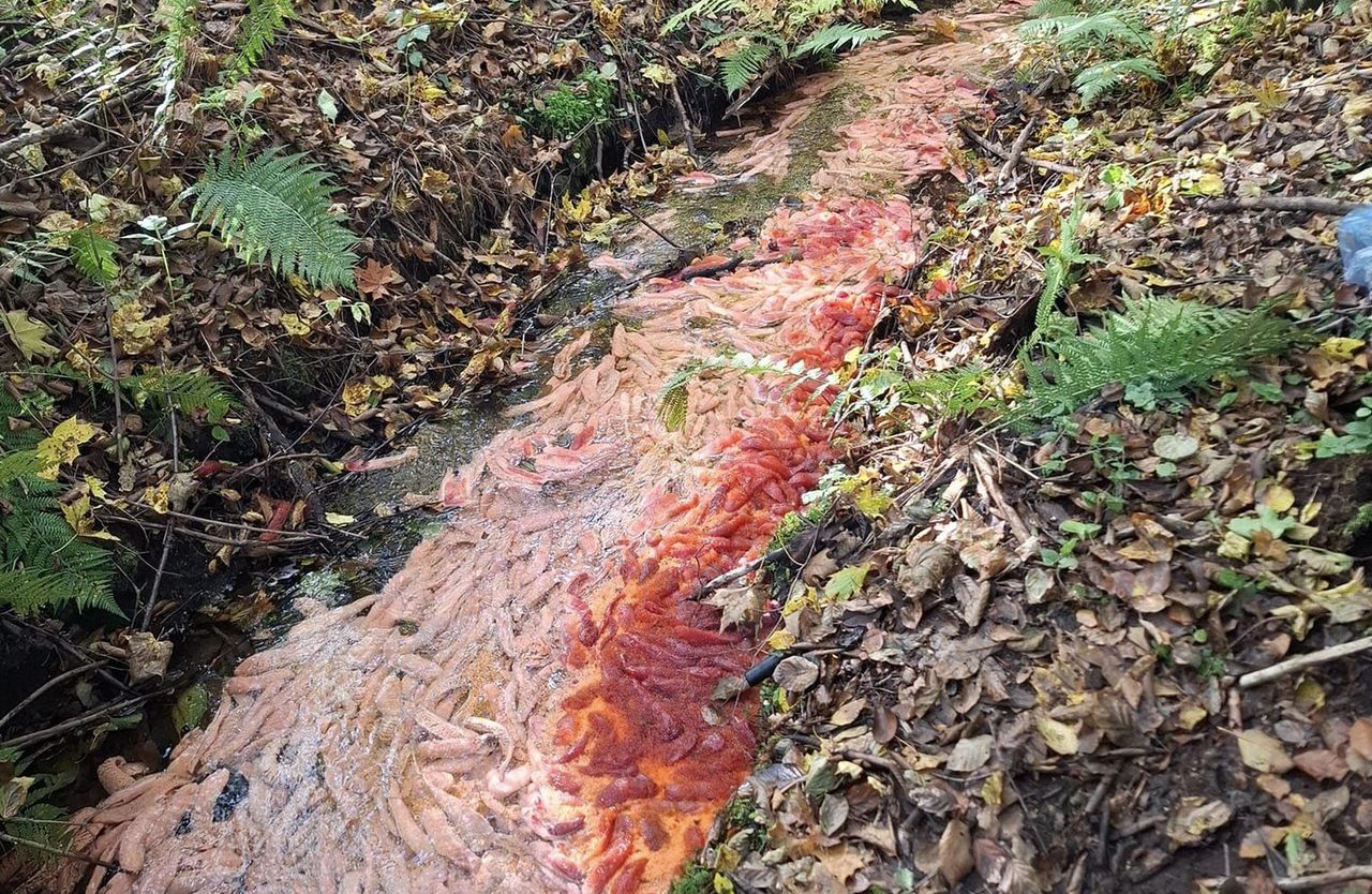 Szukają sprawcy. Skandaliczne odkrycie w lesie