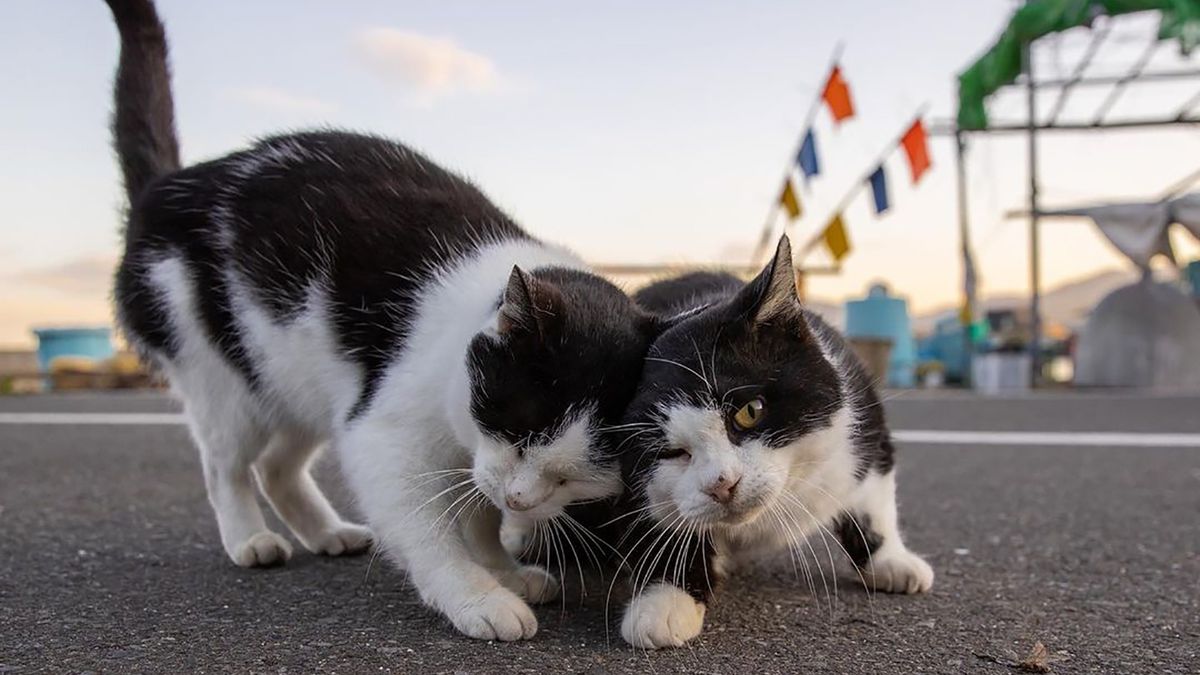 Masayuki Oki uwielbia fotografować koty.
