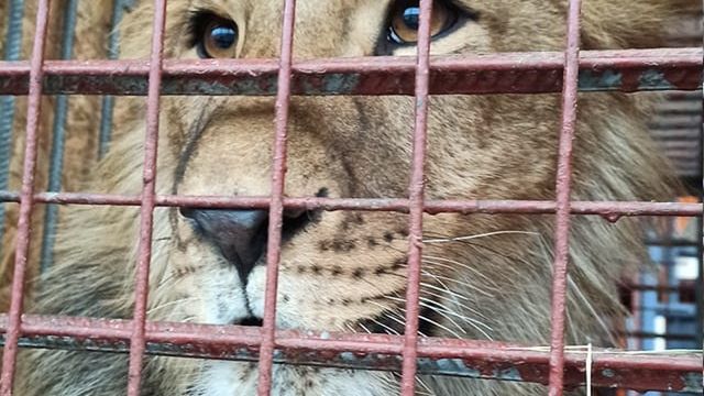 Pierwsze uratowane zwierzęta z Ukrainy dotarły do Poznańskiego Zoo