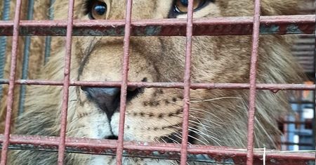 Zwierzęta ewakuowane z azylu z okolic Kijowa dotarły do poznańskiego zoo
