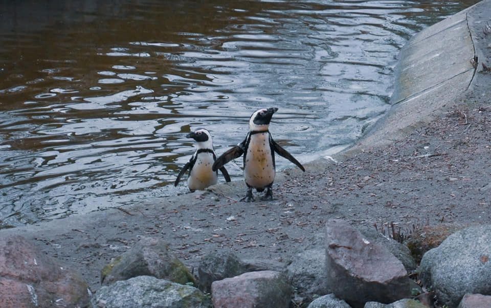 Pingwiny przylądkowe w Warszawskim ZOO. / fot. Greta Sulik, Raport Warszawski