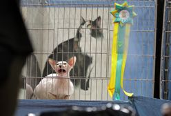 Plaga uśmierciła tysiące kotów. Właśnie przeniosła się do Wielkiej Brytanii