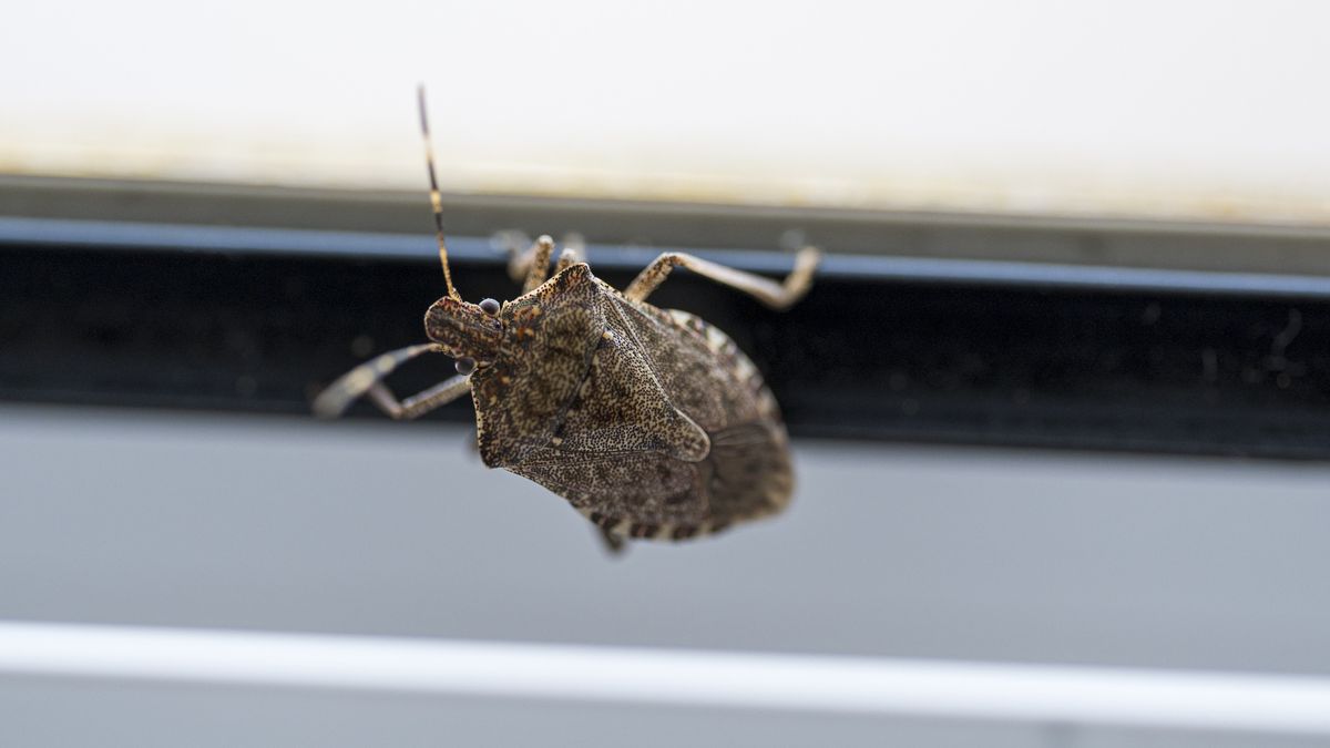  Halyomorpha halys - tarczówka marmurkowata
