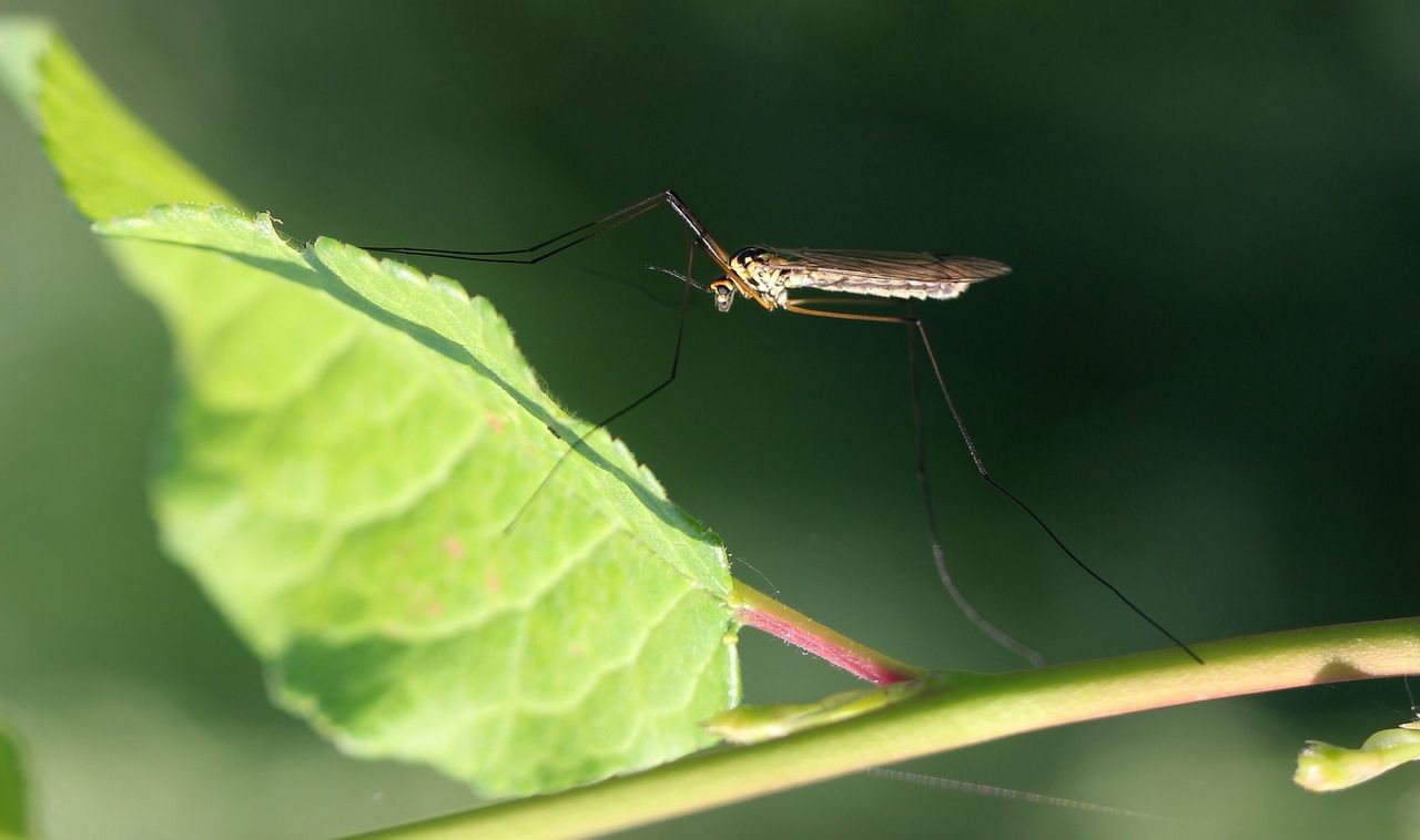 Brewing a new defense: How your old coffee grounds can fend off summer mosquitoes