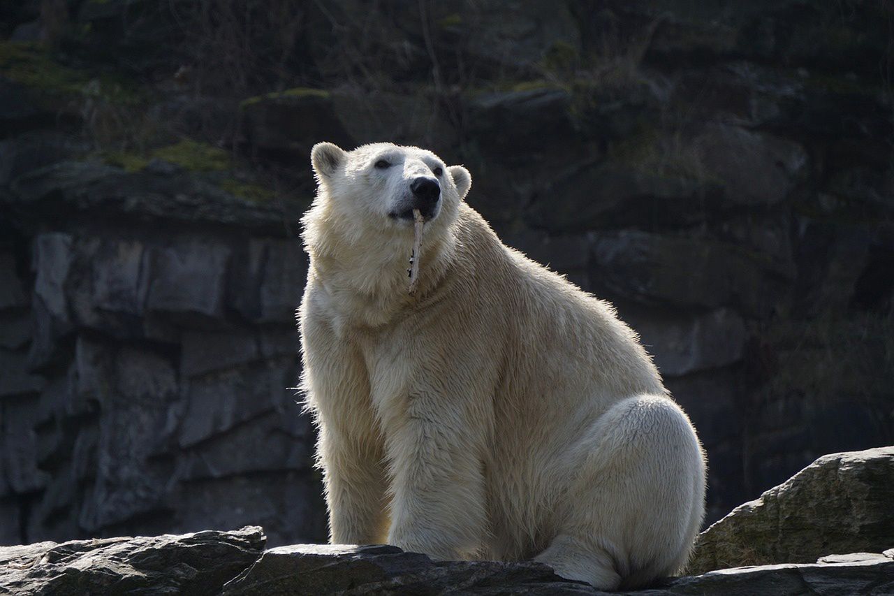 Polar bears in Iceland are an extremely rare sight.