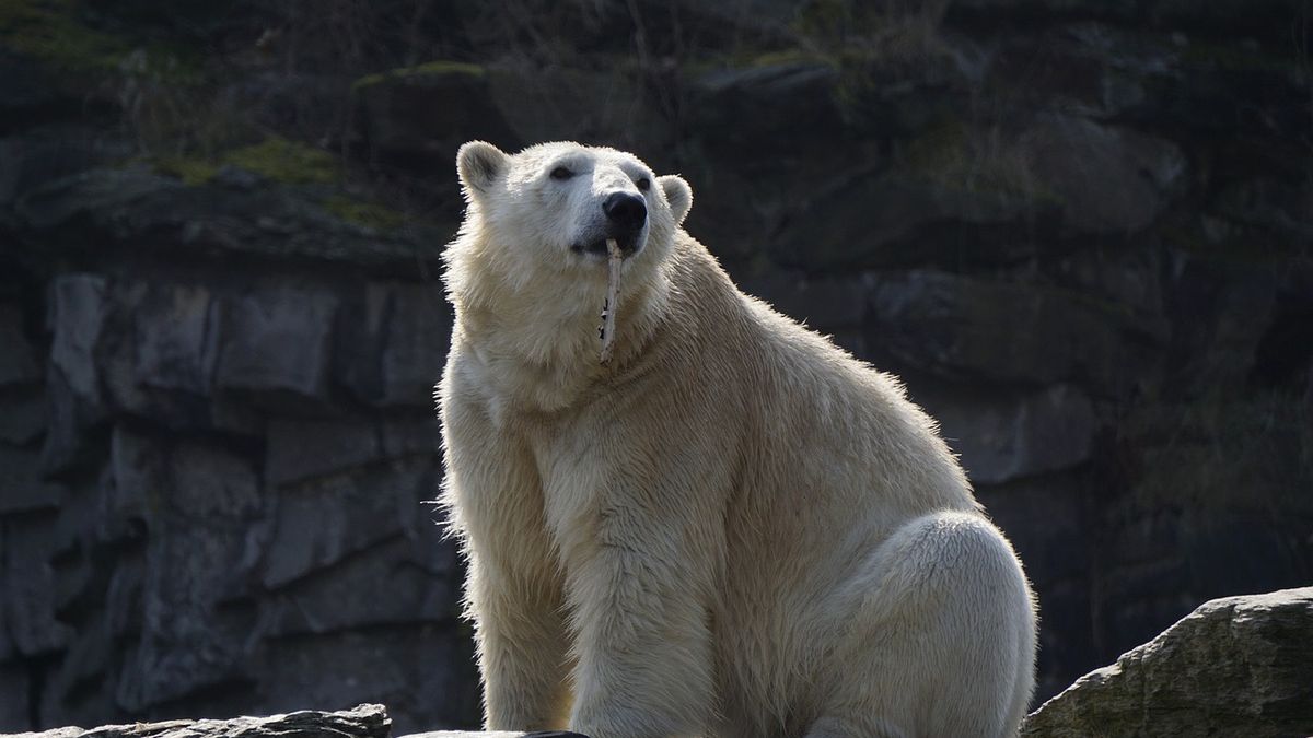 Niedźwiedzie polarne na Islandii to niezwykle rzadki widok.