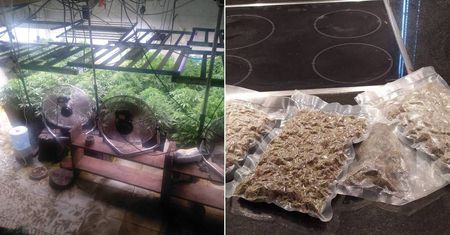 Profesjonalna plantacja konopi w domu na terenie Lublina. Zabezpieczono prawie 80 roślin i pół kilograma suszu