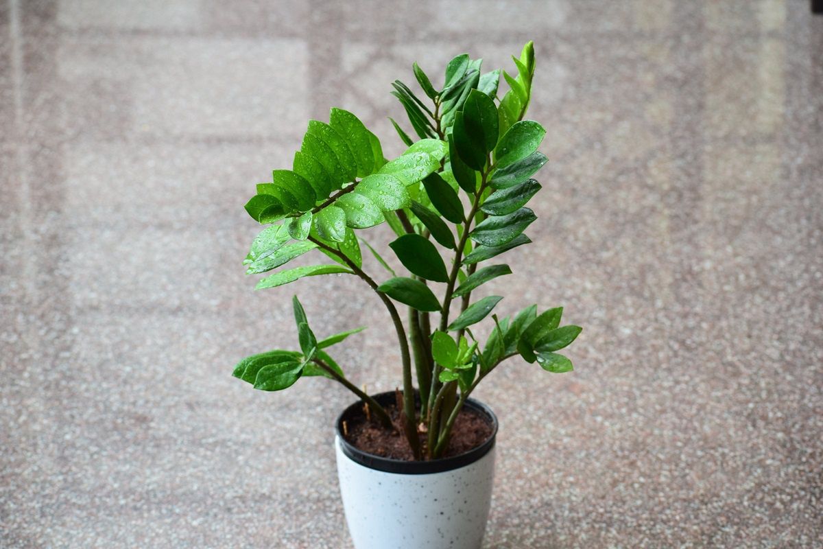 Rośliny doniczkowe — zamioculcas. 