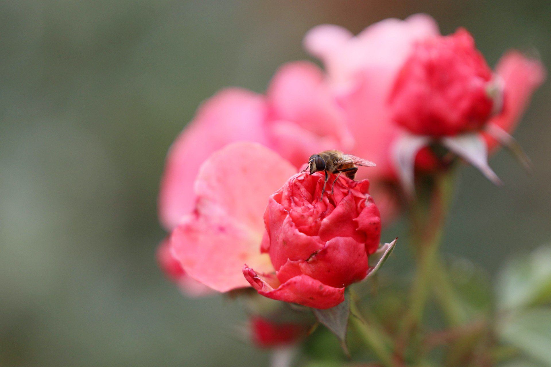 Jesień w ogrodzie botanicznym to nie tylko uczta dla oczu, ale i chwila wytchnienia, szczególnie w weekend. Feeria kolorów przyciągała zarówno miłośników fotografii, jak i tych, którzy po prostu chcieli nacieszyć się jeszcze wielobarwną naturą.