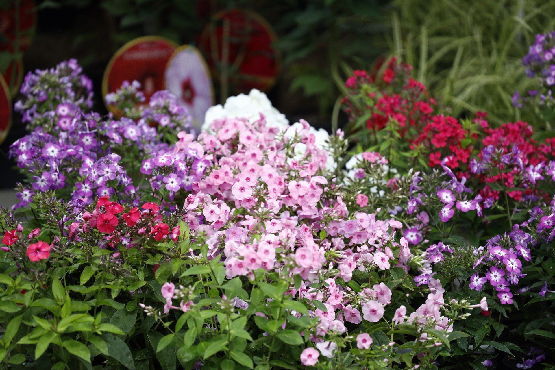 Stoiska ogrodnicze pełne inspiracji dla domu i ogrodu