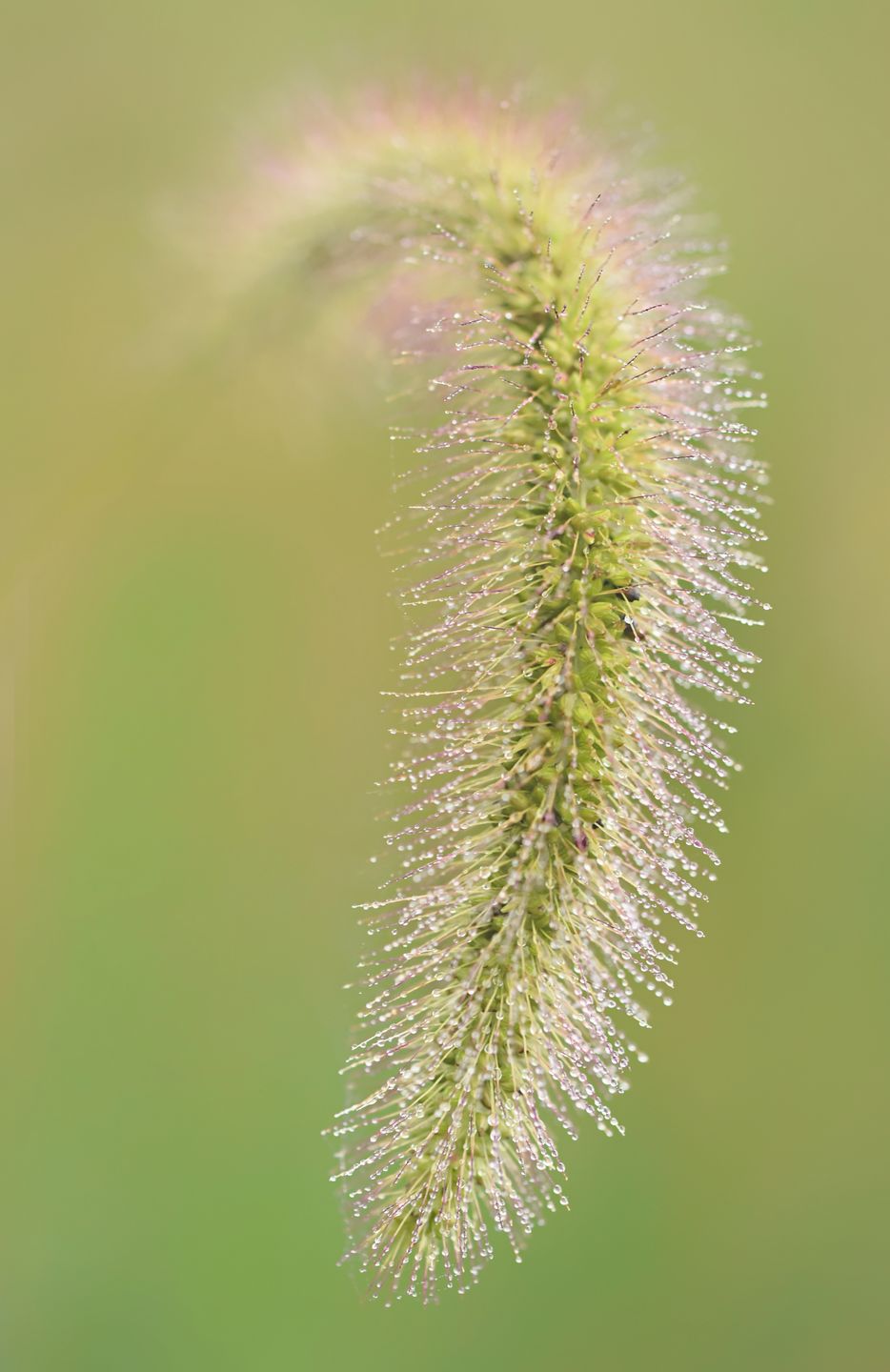 Tamron SP 85 mm f/1.8 i 90 mm f/2.8 Macro - nowe, stabilizowane obiektywy do pełnej klatki 19