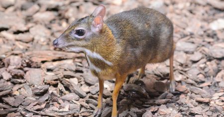 Sensacja w warszawskim zoo. Na świat przyszedł myszojeleń