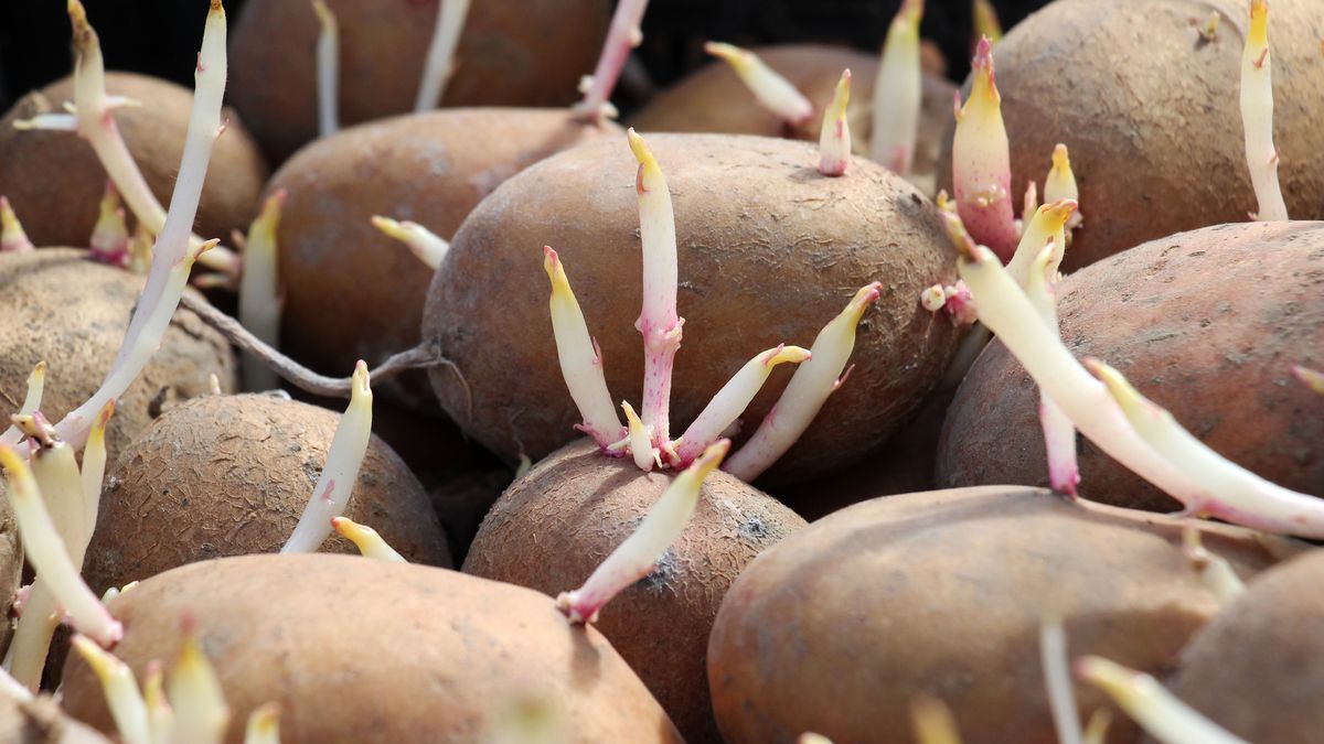 Kiełkujące ziemniaki? Nie zawsze można je jeść