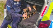 Policjanci z Wilczyńca uratowali pięć małych psiaków