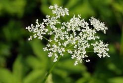 Barszcz Sosnowskiego może wywołać groźne oparzenia, ale nie tylko. GIS ostrzega