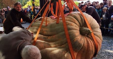 Tak wygląda najcięższa dynia w Polsce. Rekord podczas dolnośląskiego festiwalu