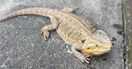 Z Australii do przydomowego ogródka we Włocławku. Strażnicy miejscy polowali na jaszczurkę