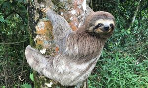 Zmarło 31 leniwców, które miały być atrakcją w USA. Oburzające kulisy