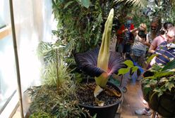 Warszawa. Noc dziwidła olbrzymiego. Tłumy w Ogrodzie Botanicznym