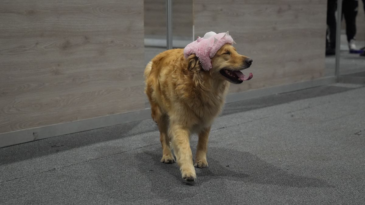 BOGOTA, COLOMBIA - AUGUST 18: Dogs and cats of other pets are seen at an exhibition during ExpoPet 2025 is held at Corferias in Bogota, Colombia on August 18, 2025. (Photo by Juancho Torres/Anadolu via Getty Images)