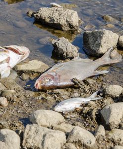 Zatruta Odra. Największa katastrofa ekologiczna od lat