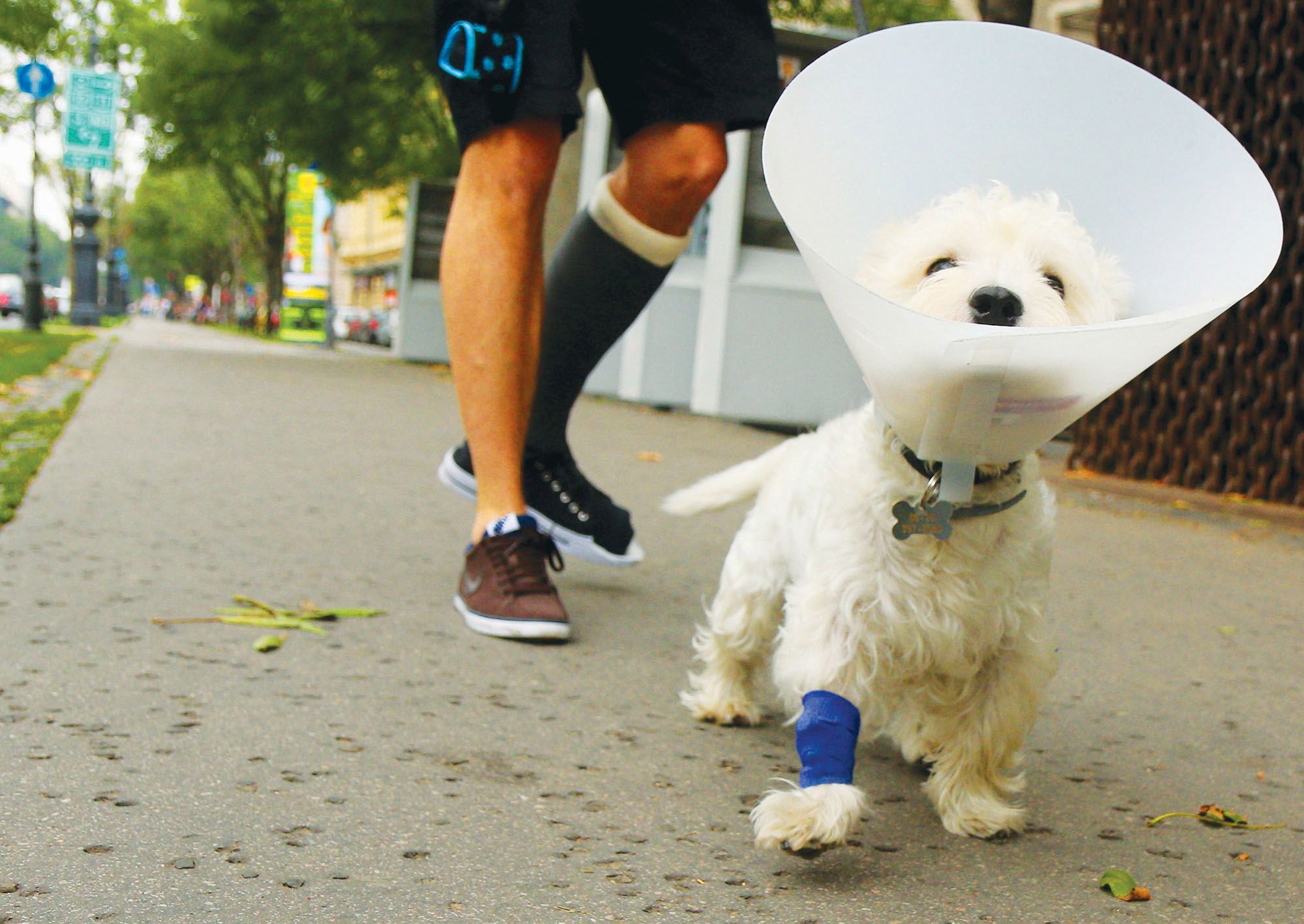 Fotografia uliczna z psami w roli głównej. Chris Porsz opowiada o "Barking" 8