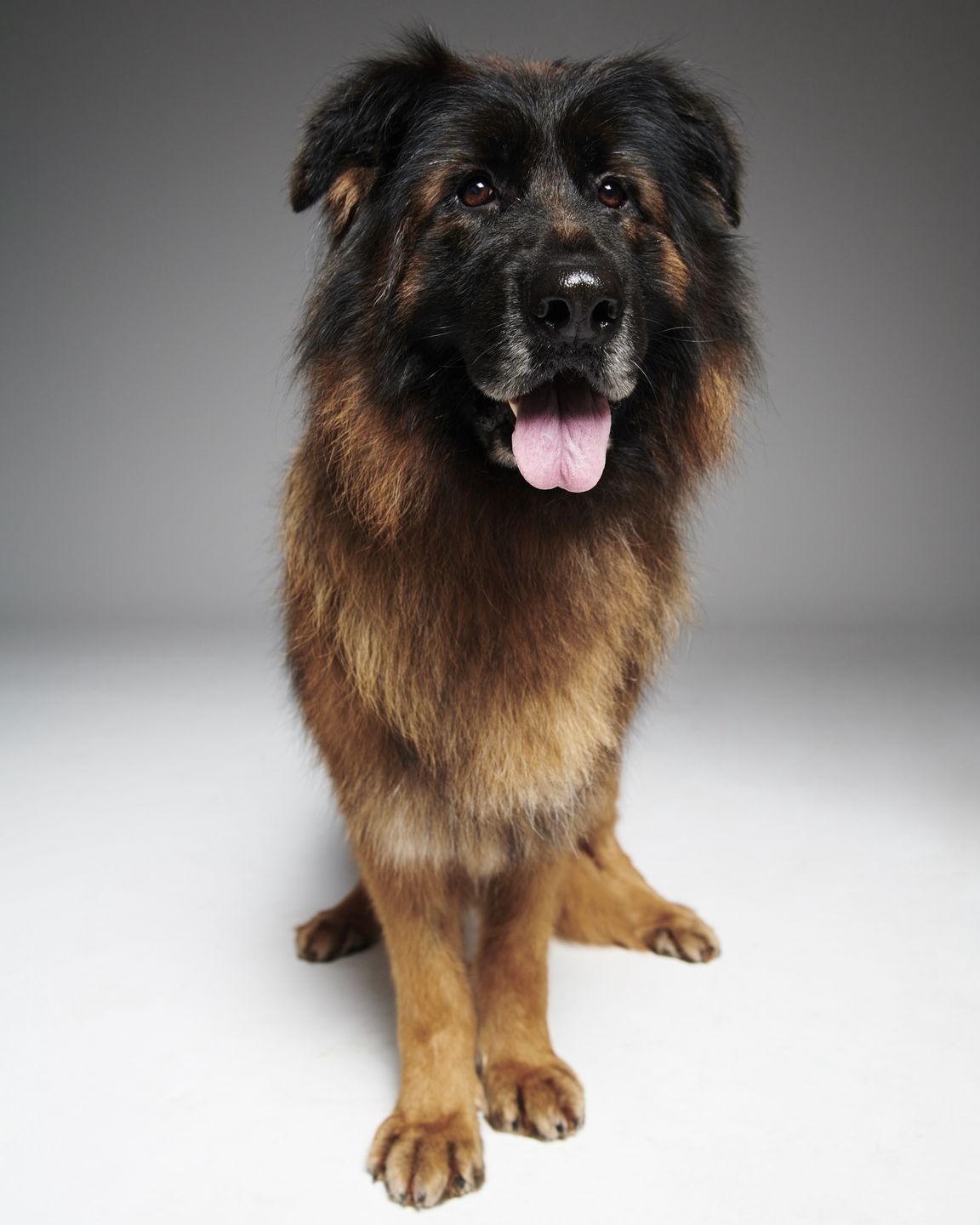 #AdoptujŚwiadomie! Pudelek szuka domu dla Elis