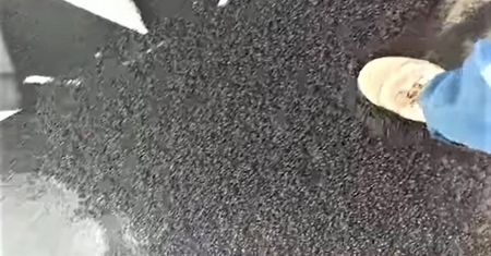 Inwazja robaków. Przerażające wideo trafiło do sieci